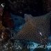 ray_eagle_dr_ci_h_0086_cos3926.jpg